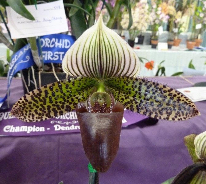 Paph. Macabre 'Tierdon IV'.JPG