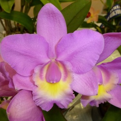 Rlc. Island Charm x C. Monte Elegante.