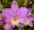 Rlc. Island Charm x C. Monte Elegante