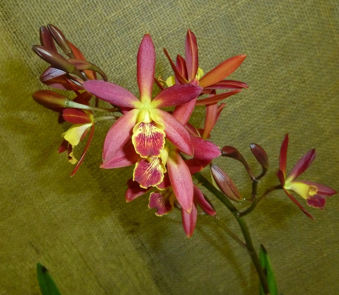 Enanthleya [Eny.] Pixie Charm 'Best Red'.JPG