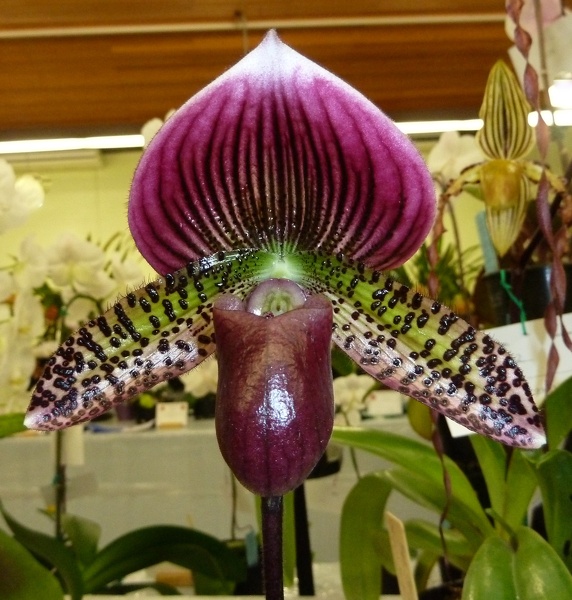 Paph. Tristar Mabo x Paph. Hsinying Book.JPG