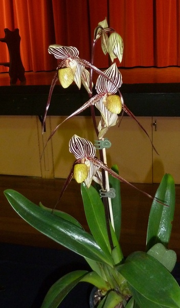 Paph. Saint Swithin 'Jill'.JPG