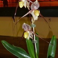 Paph. Saint Swithin 'Jill'.JPG