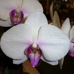 Doritaenopsis (Dtps.)