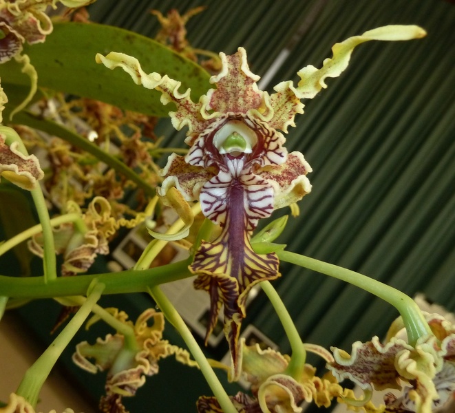 Den. spectabile 'Rusty Pride'.JPG