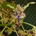 Den. spectabile 'Rusty Pride'.JPG