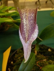 fritillariiflorum