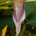 fritillariiflorum