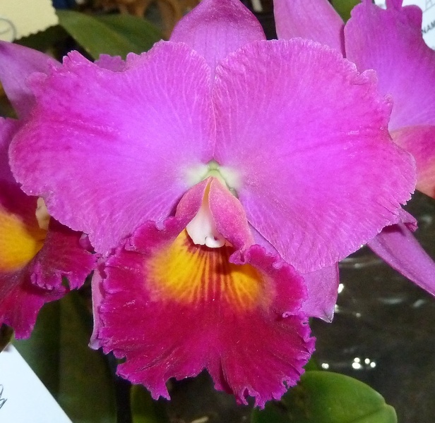 Rlc. Hisako Akatsuka 'Volcano Queen'.JPG