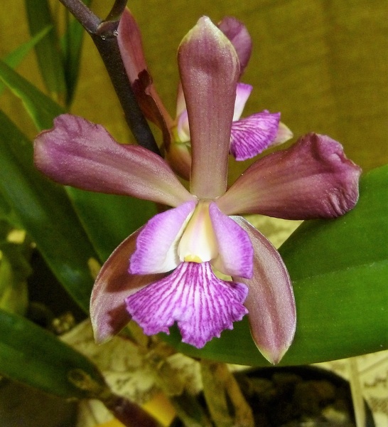 C. Caudebec x E. tampensis