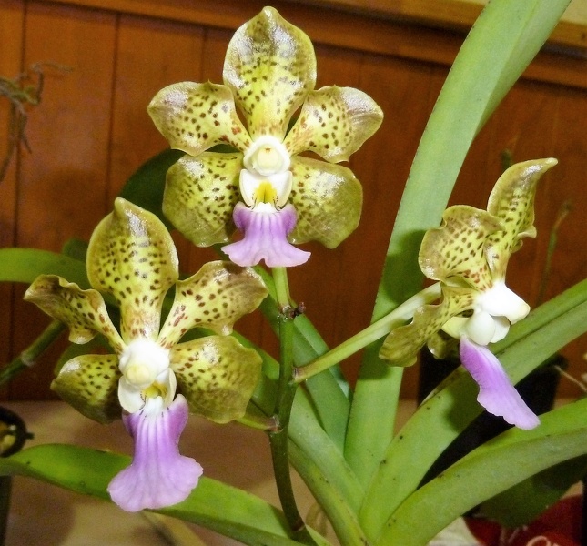 V. Paksorn Fragrance x V. tessellata.JPG