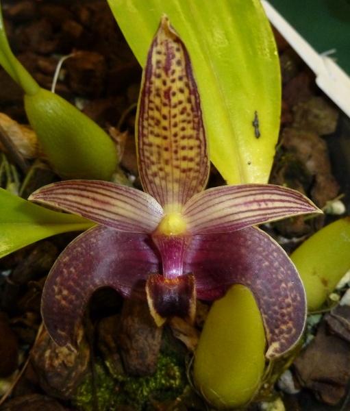 Bulb. sumatranum...JPG