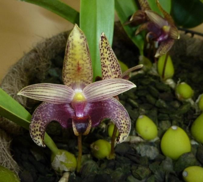 Bulb. sumatranum 1.JPG