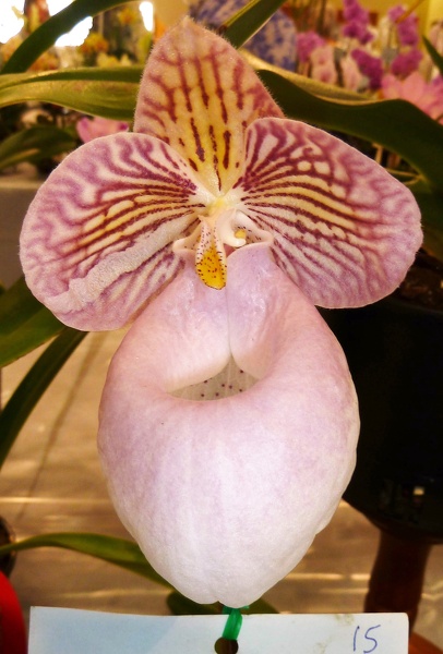 Paph. micranthum.JPG