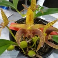 Bulb. sumatranum,,.JPG