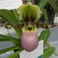 Paph. victoria-regina.JPG