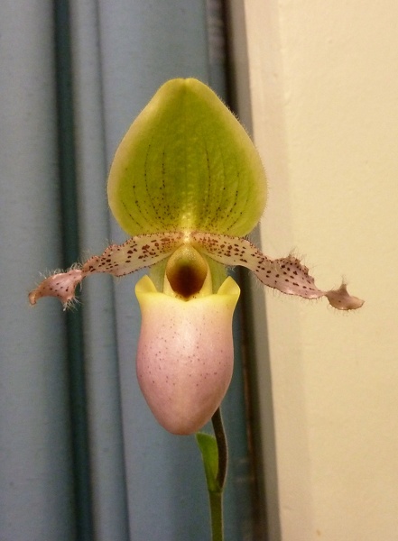 Paph. primulinum..JPG