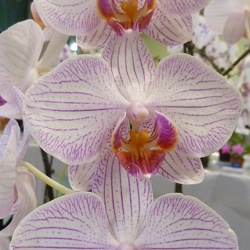 Dtps. Yu Pin Lady x Phal. Sogo Genki