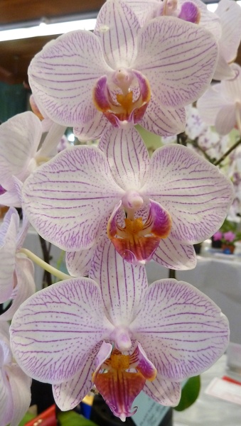 Dtps. Yu Pin Lady x Phal. Sogo Genki.JPG