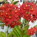 Epi. Topaz Special 'Musky Red'.JPG