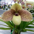 Paph. Ma Belle.JPG