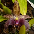 Bulb. sumatranum...JPG