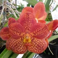 Ascda. Crownfox Golden Dawn..JPG