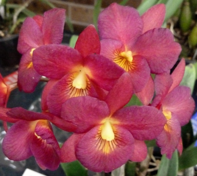 C. Love Knot x Rlc. Cornelia.JPG