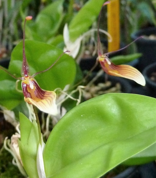 Restrepia (Rstp.) wageneri.JPG