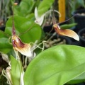 Restrepia (Rstp.) wageneri.JPG