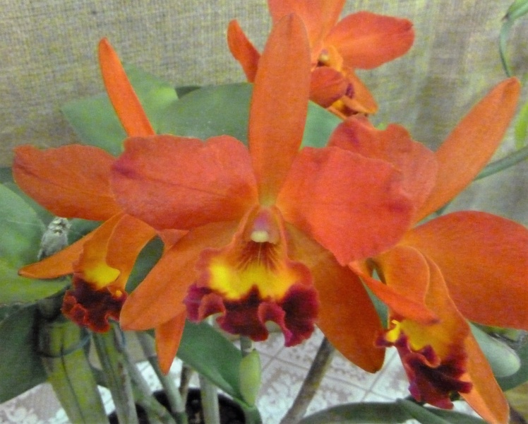 Ctt. Aussie Sunset x Rlc. Firedance