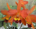 Ctt. Aussie Sunset x Rlc. Firedance