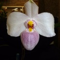 Paph. delenatii.JPG