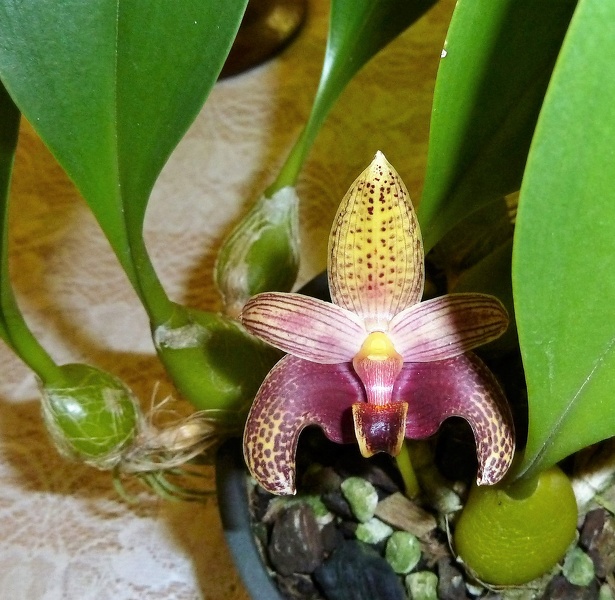 Bulb. sumatranum.JPG