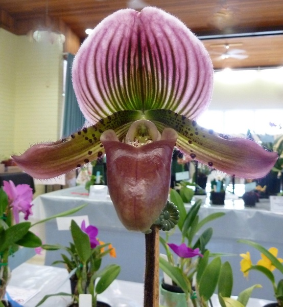 Paph. Raven.JPG