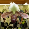 Paph. Mythic Quest x Paph. Double Magic.JPG