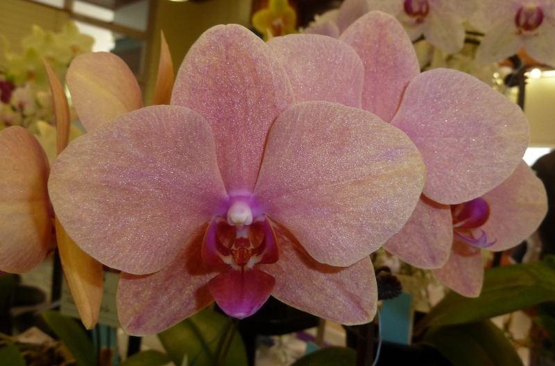 Dtps. Sogo Sweet Dream.JPG