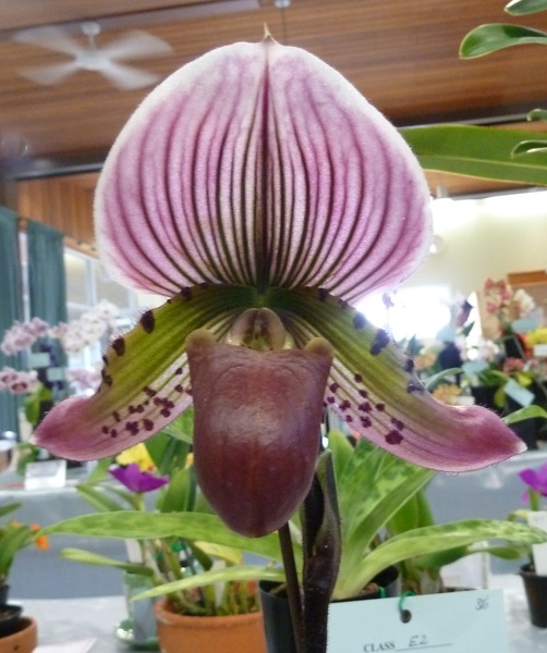 Paph. Treasure Arrow.JPG