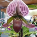 Paph. Treasure Arrow.JPG