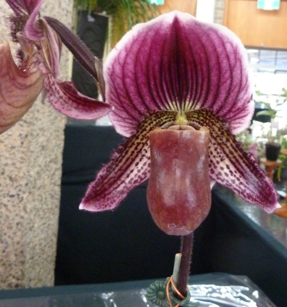 Paph. Hsinying Rubyweb x Paph. fairrieanum.JPG