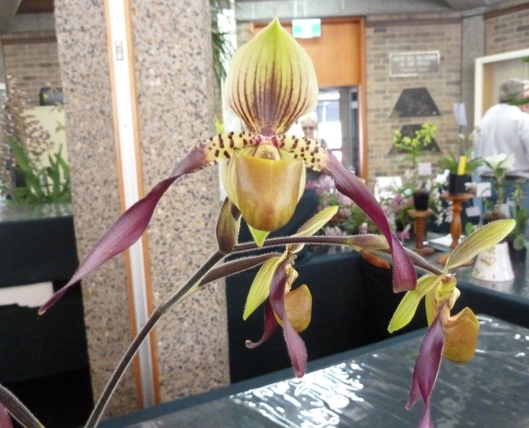 Paph. Berenic.JPG