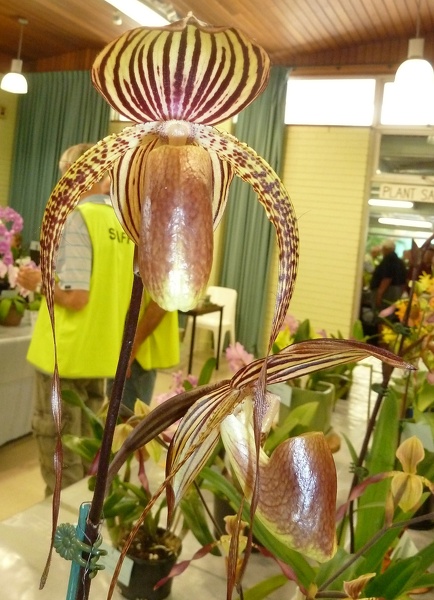 Paph. Hsinying Anita.JPG