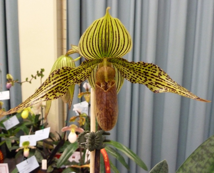 Paph. Neeri-Glow.JPG