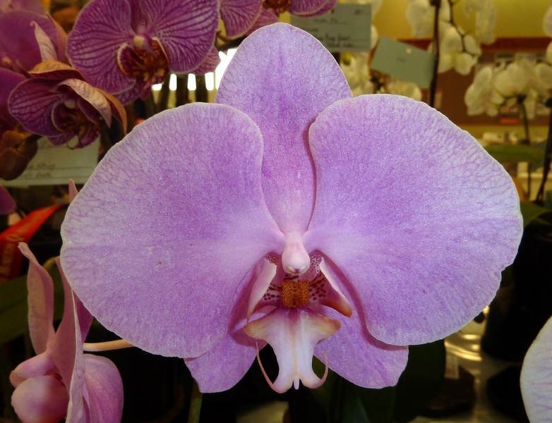 Phal. I-Hsin Madam x Phal. Sunlands New Raindancer.JPG