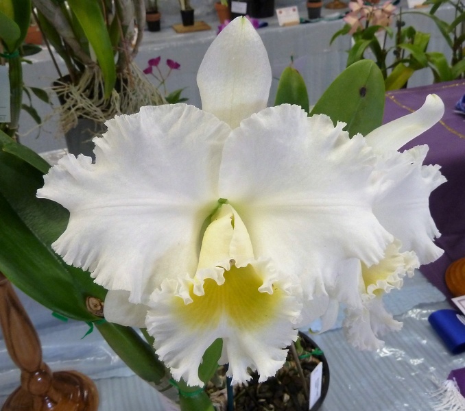 Rlc. Burdekin Jewel 'Colleen'.JPG