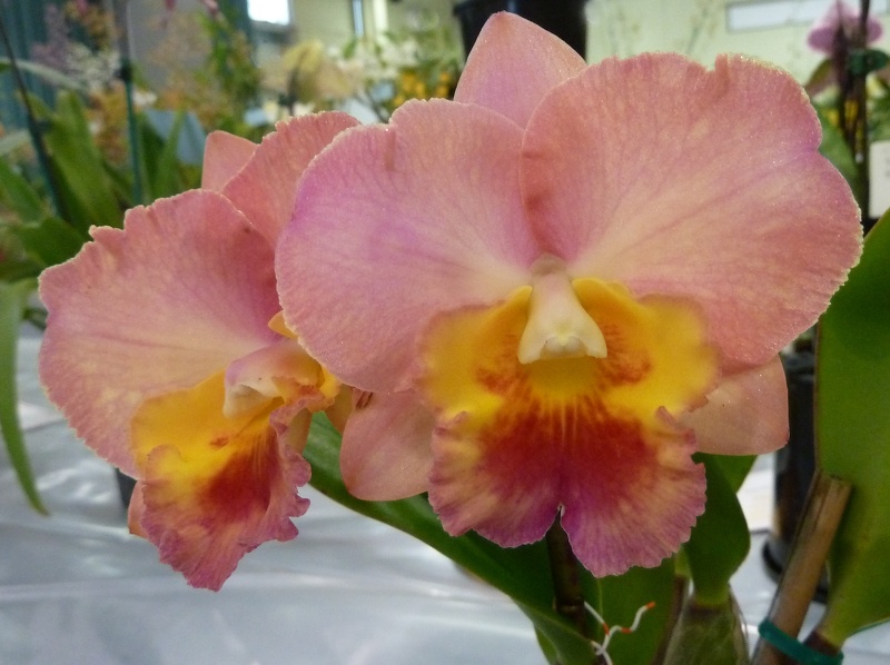 Rlc. Burdekin Moon x Rth. Southern Aurora.JPG