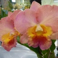 Rlc. Burdekin Moon x Rth. Southern Aurora.JPG