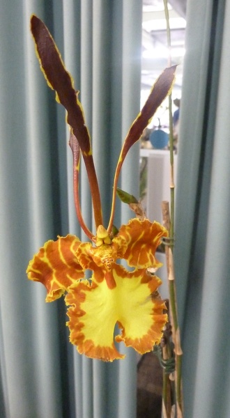 Psychopsis (Pyp.) Kalihi.JPG