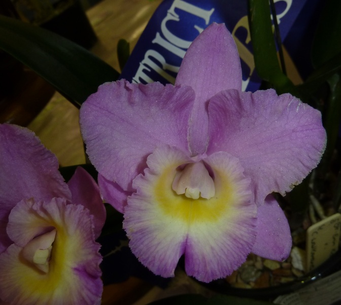 Rlc. Erin Kobayashi x C. walkeriana.JPG