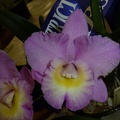 Rlc. Erin Kobayashi x C. walkeriana